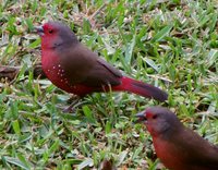 African Firefinch - Lagonosticta rubricata