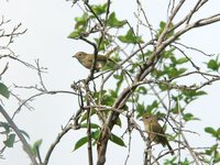 Scrub Greenlet - Hylophilus flavipes