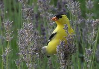 American Goldfinch - Carduelis tristis