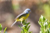 Blue-and-yellow Tanager - Thraupis bonariensis