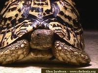 Leopard Tortoise, Geochelone pardalis babcocki