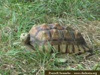 African Spurred Tortoise, Geochelone sulcata