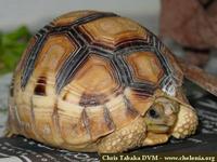 Madagascar Ploughshare Tortoise, Geochelone yniphora