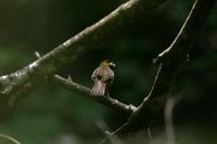 White-eared Ground-Sparrow