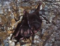 Vampire Bat (Desmodus rotundus)