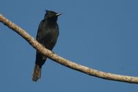 Crested  black-tyrant   -   Knipolegus  lophotes   -