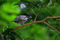 White-winged  becard   -   Pachyranphus  polychopterus   -