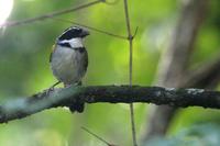 Pectoral  sparrow