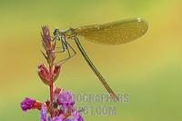 Banded Demoiselle ( Calopteryx splendens ) stock photo