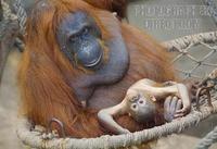 ...Germany , DEU , Muenster , 2007Jun05 : A 23 weeks old male orangutan baby ( Pongo pygmaeus ) sit