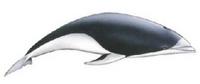 Southern right whale dolphin