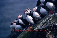 FT0175-00: Atlantic Puffins on a sloping rock