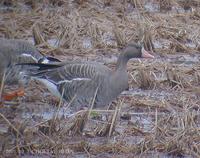 쇠기러기 White-fronted Goose Anser albifrons