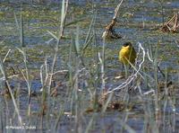 Bergeronnette des         Balkans mâle (Motacilla flava feldegg)