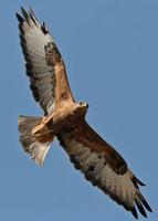 Long-legged Buzzard Buteo rufinus ssp. cirtensis      Photo 2006 Stephen Daly