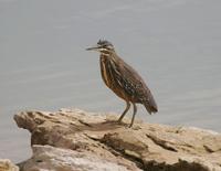 Striated Heron (Butorides striata)