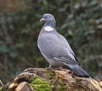 Wood Pigeon (Columba palumbus)