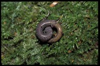 : Batrachoseps attenuatus; California Slender Salamander