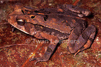 : Bufo aucoinae