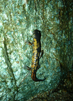 : Bolitoglossa franklini nigroflavescens