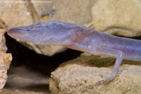 : Eurycea waterlooensis; Austin Blind Salamander
