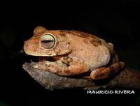: Hypsiboas pugnax; Gladiator Tree Frog