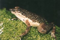 : Mantidactylus majori; Major's Aquatic Frog