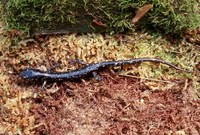 : Plethodon glutinosus; Northern Slimy Salamander