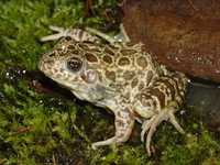 : Rana areolata; Crawfish Frog