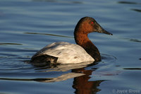 : Aythya valisineria; Canvasback