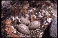 : Larus livens; Yellow-footed Gull