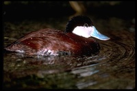 : Oxyura jamaicensis; Ruddy Duck