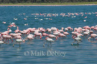 : Phoenicopterus ruber roseus; Pink Flamingo