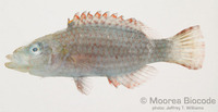 : Oxycheilinus unifasciatus