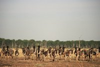 : Connochaetes taurinus cooksoni; Cookson's Wildebeest