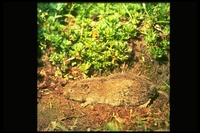 : Microtus richardsoni; Water Vole