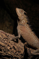 : Acanthosaura armata; Mountain Horned Dragons