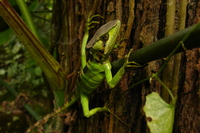 : Laemanctus longipes; Eastern Casquehead Iguana