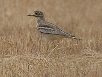 Stone Curlew