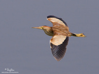 Yellow Bittern Scientific name - Ixobrychus sinensis