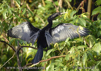 Photo of anhinga americká Anhinga anhinga Aninga