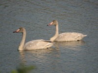 Cygnus bewickii Bewick's Swan コハクチョウ