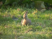 Hoopoe