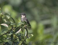 Ryukyu Minivet » Pericrocotus tegimae