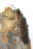 Chrysobothris affinis