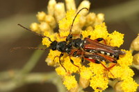 Stenopterus rufus rufus var. geniculatus