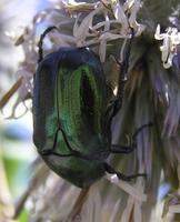 Protaetia cuprea ignicollis