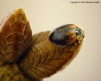 Aphidecta obliterata var. illigeri
