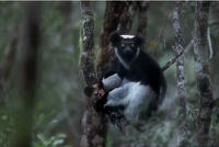 Indri (Indri indri) Madagascar.