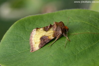 Diachrysia chrysitis - Burnished Brass